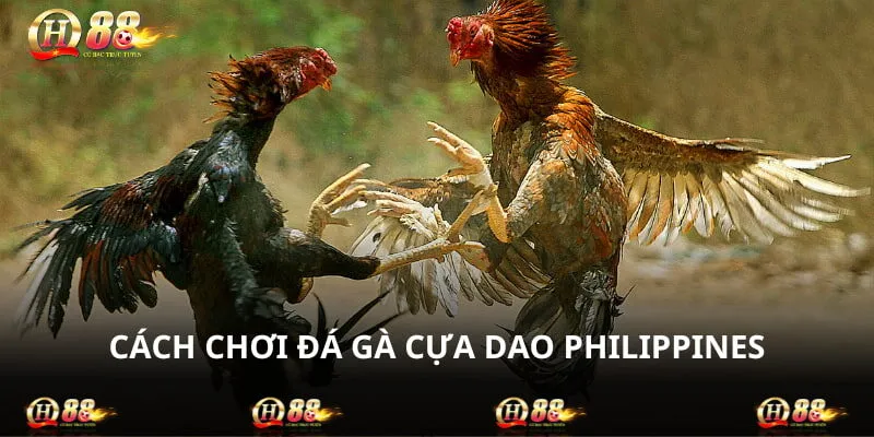 Có 3 cửa cược được áp dụng trong một bán đá gà Philippines
