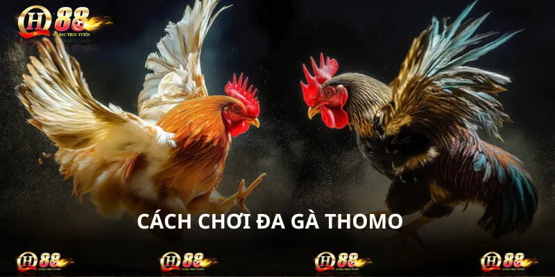 Cách Chơi Đá Gà Thomo - Trải Nghiệm Soi Kèo Chiến Kê Hot