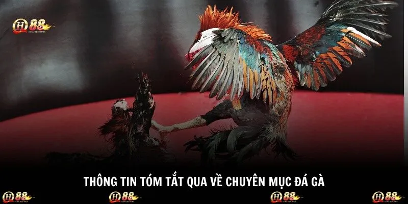 Thông tin tóm tắt qua về chuyên mục đá gà