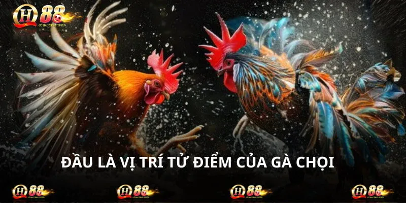 Đầu chính là một trong số những vị trí tử điểm của gà chọi